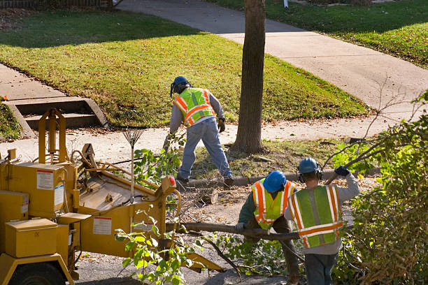 Trusted Berry Creek, CA Tree Removal and Landscaping Services Experts